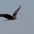 Black Kite