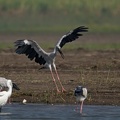 Asian Openbill
