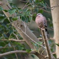 Spotted Dove
