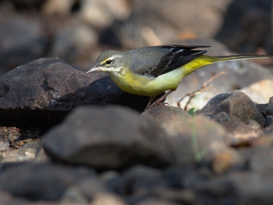 Western yellow Wagtail