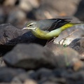 Western yellow Wagtail