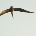 River Tern