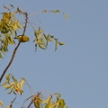 Common Iora