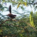 White-spotted Fantail