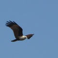 Brahminy Kite