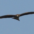 Black Kite
