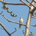 Baya Weaver