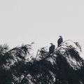 White-bellied Sea Eagle