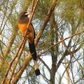 Rufous Treepie