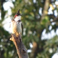 Red-whiskered Bulbul