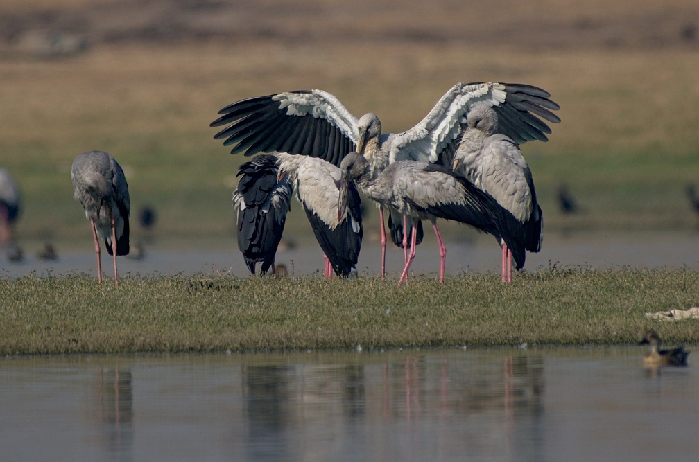 Asian Openbill
