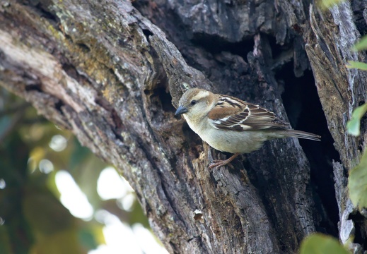 Russet Sparrow (female)