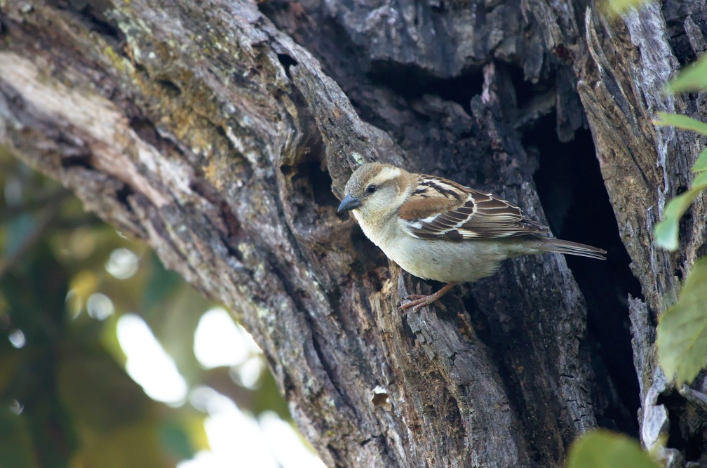 Russet Sparrow (female)