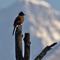 Rufous Sibia