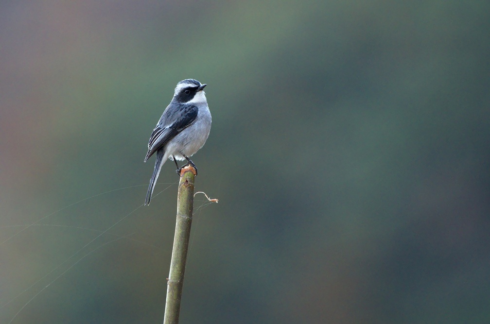 Grey Bushchat