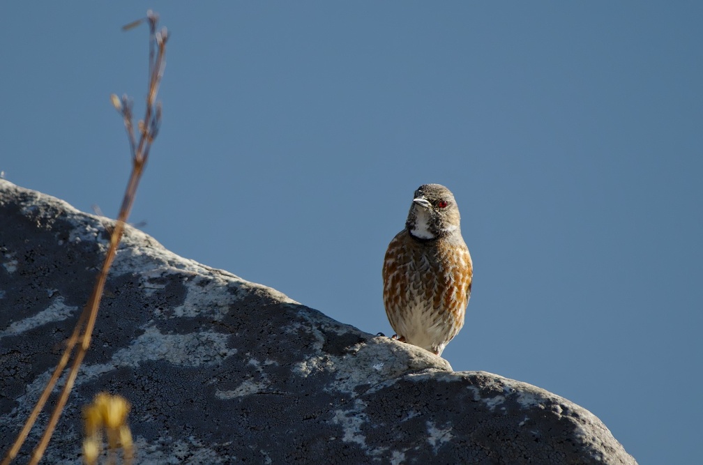 Altai Accentor