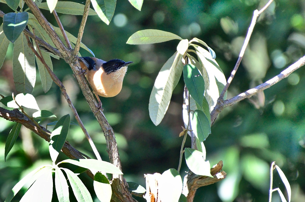 Rufous Sibia