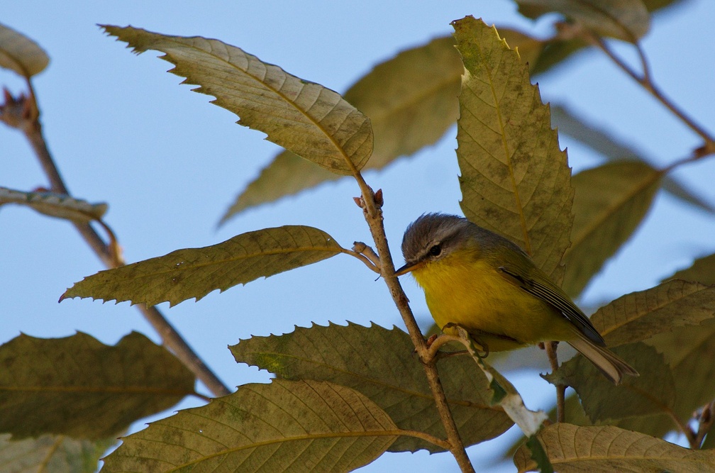Grey-hooded Warbler