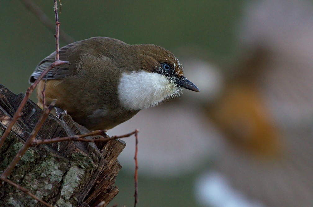 White-throated Laughingthrush