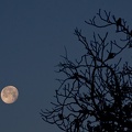 Roosting in moonlight