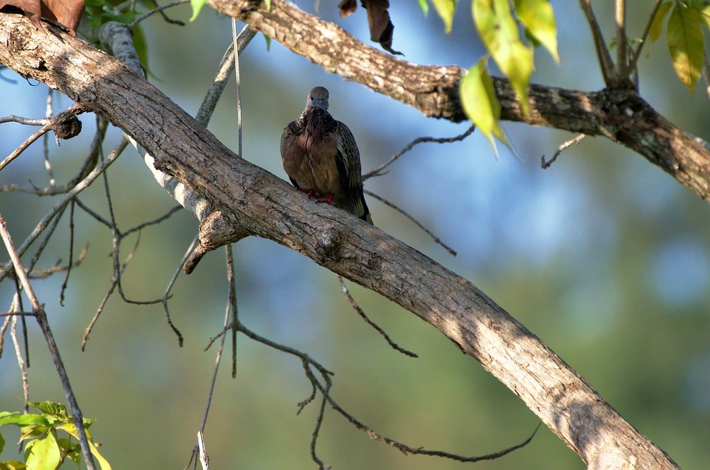 Speckled Wood Pigeon