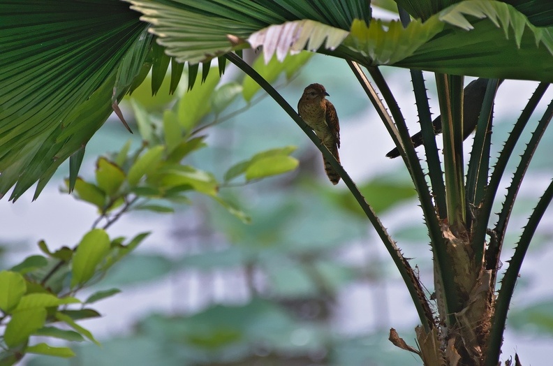 Plaintive Cuckoo (female)