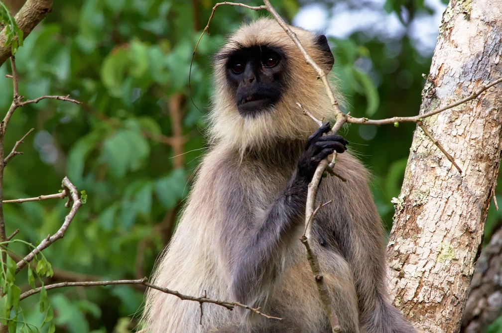 Hanuman Langur