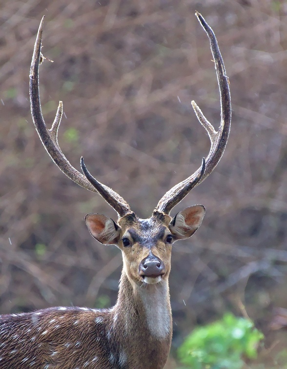 Chital