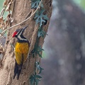 Lesser Goldenback