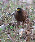 Crested Serpent Eagle