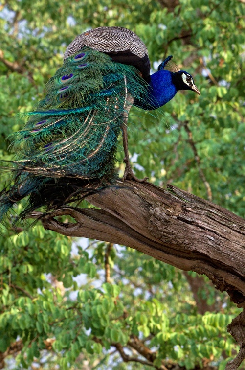 Indian Peafowl