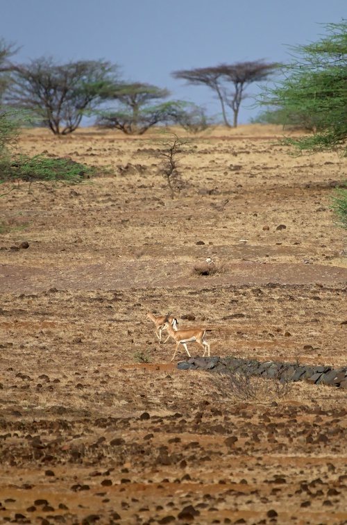 Indian Gazelle at Mayureshwar