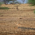 Indian Gazelle at Mayureshwar