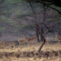 Indian Gazelle
