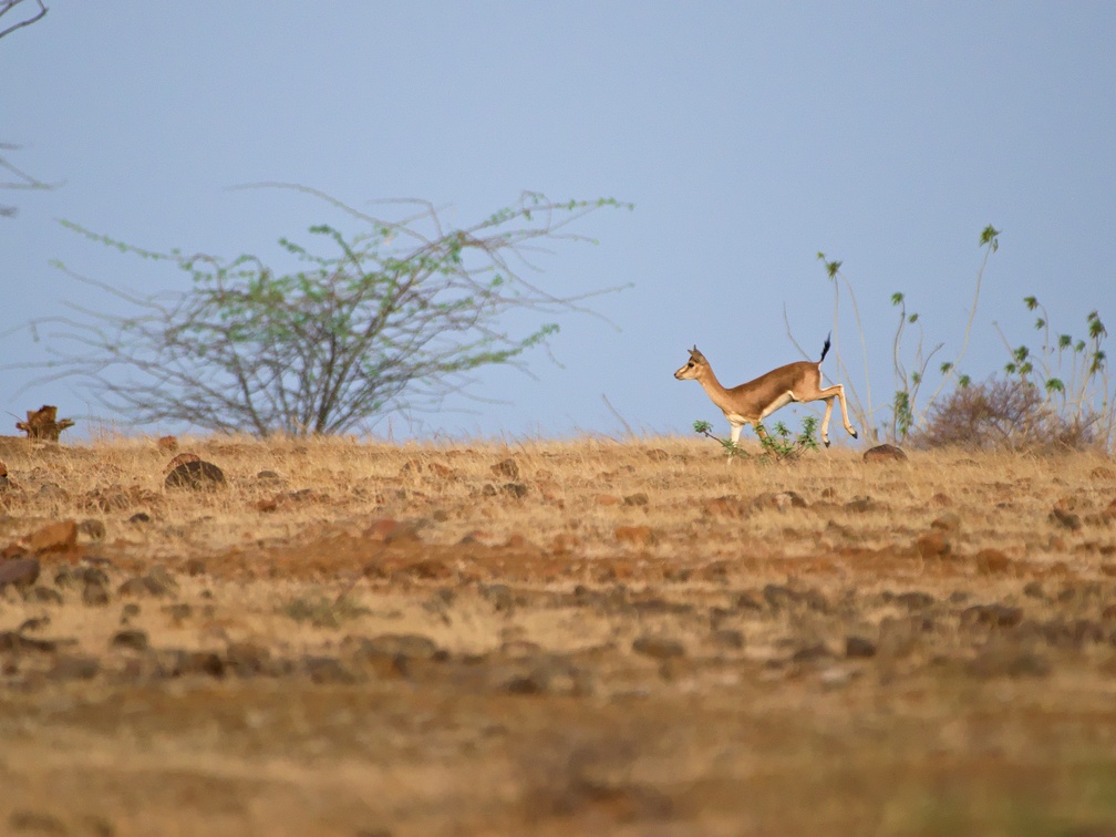 Indian Gazelle