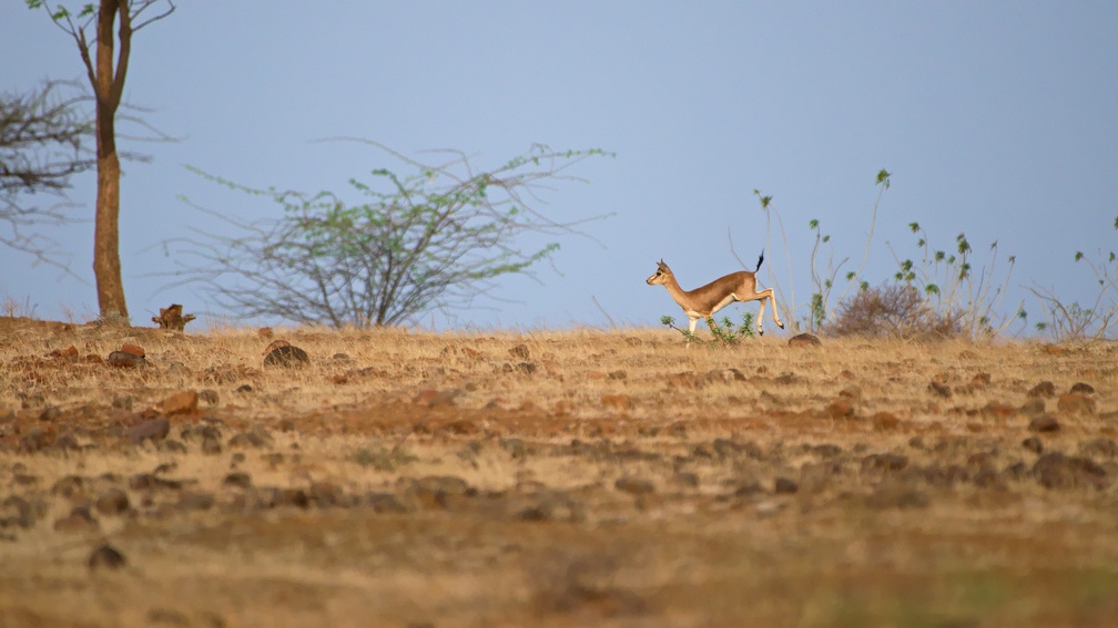 Indian Gazelle