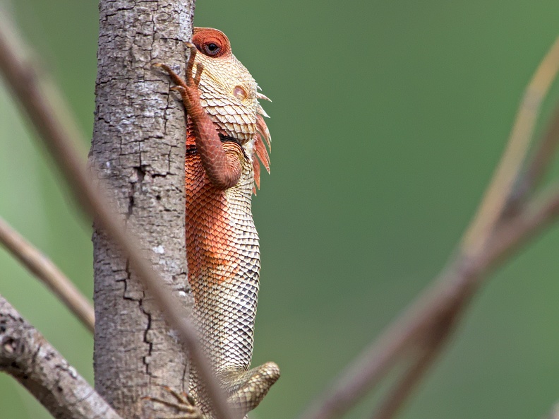 Indian Garden Lizard