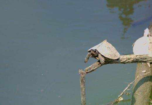 Assam Roofed Turtle