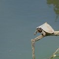Assam Roofed Turtle