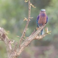 Indian Roller