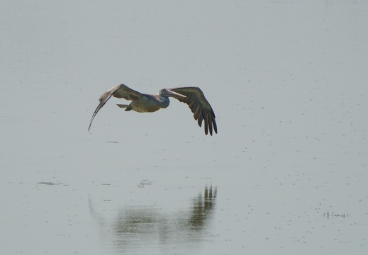 Spot-Billed Pelican