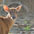 Barking Deer