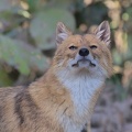 Indian Jackal