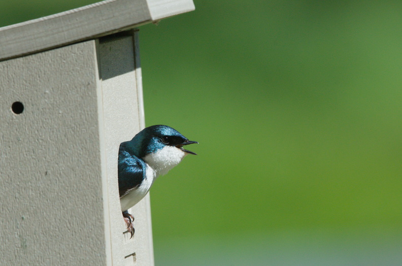 Tree Swallow