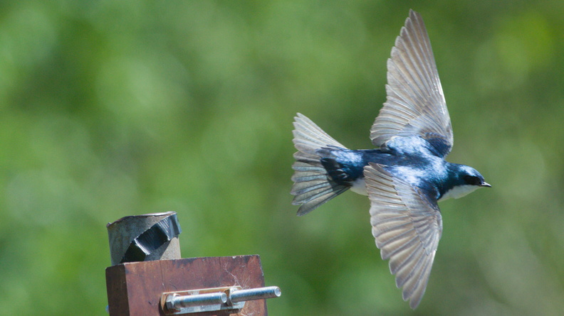Tree Swallow