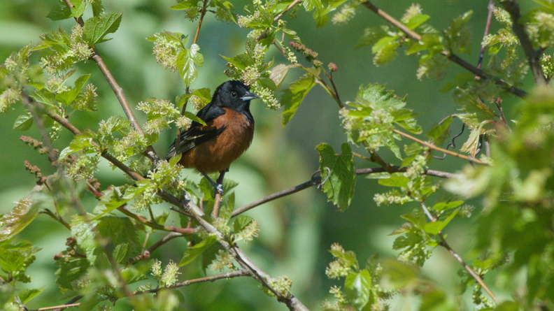 Orchard Oriole