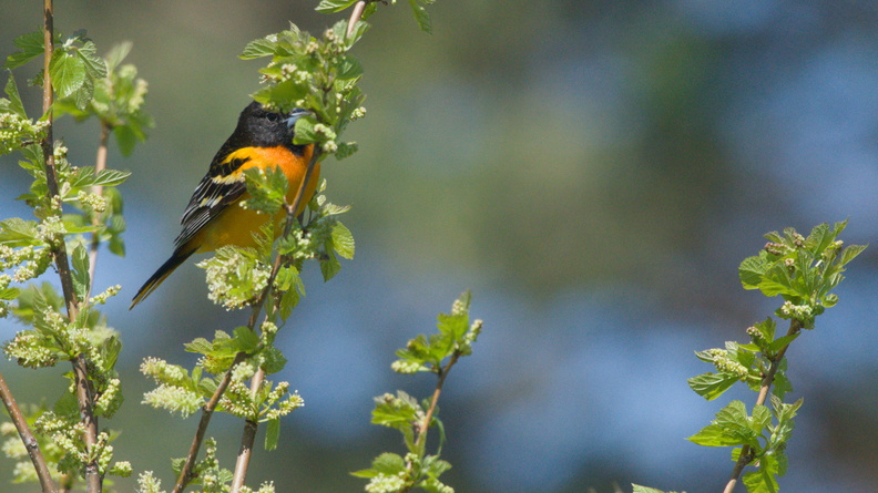 Baltimore Oriole