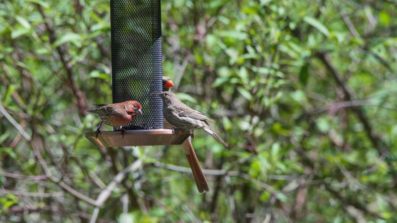 House Finch