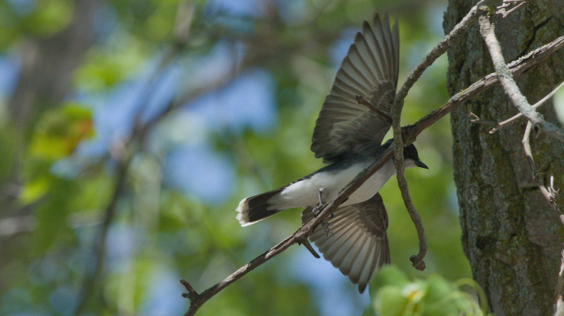 Eastern Kingbird
