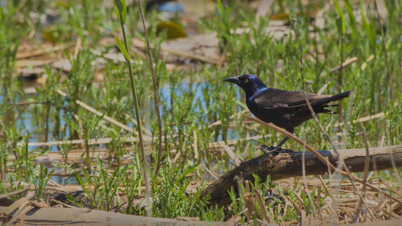 Common Grackle